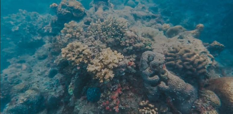 Calatagan snorkeling reef