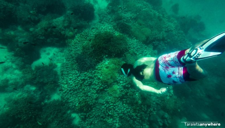 Coral garden in Puerto Galera