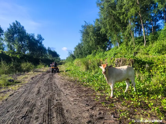 Mayon ATV adventure trail with cow