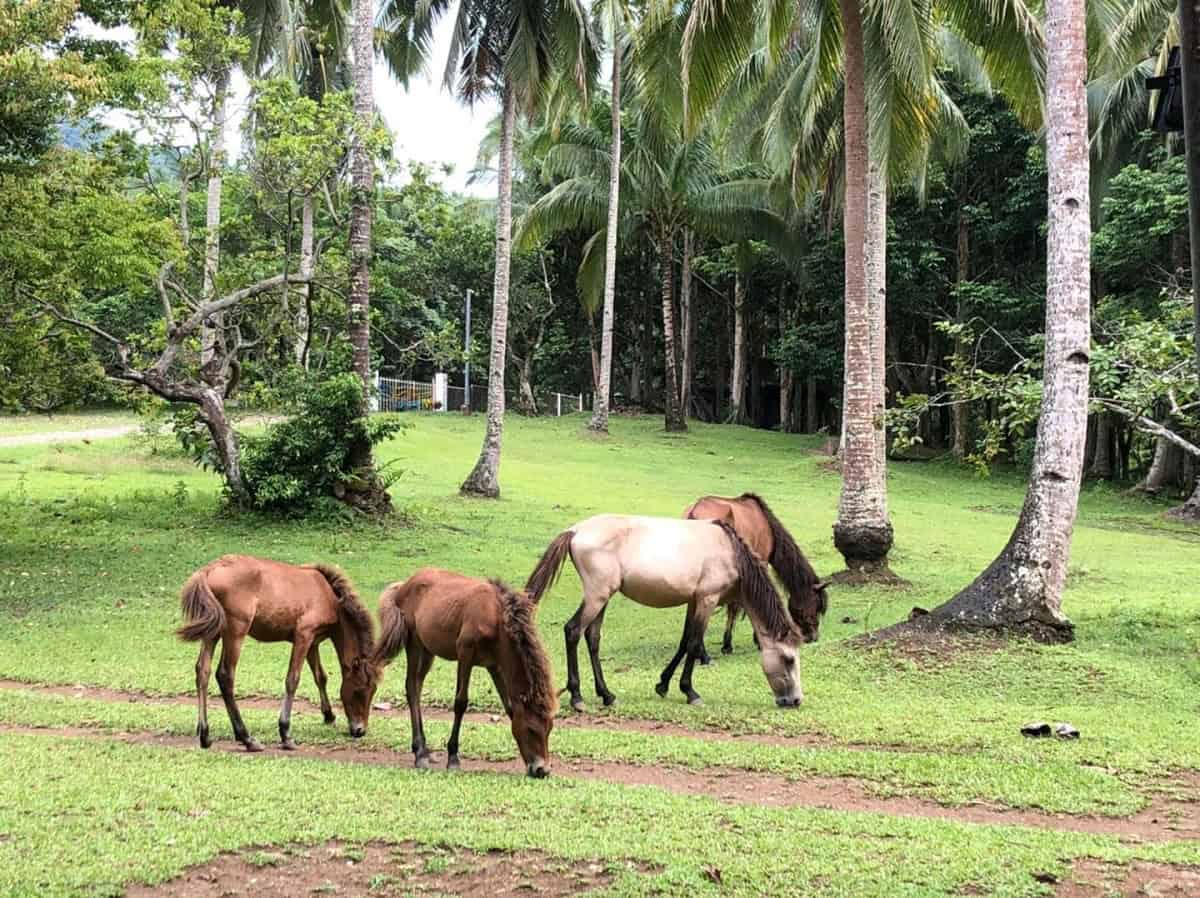 10 AWESOME Nature Staycations in Rizal to Escape the City Life - Tara ...