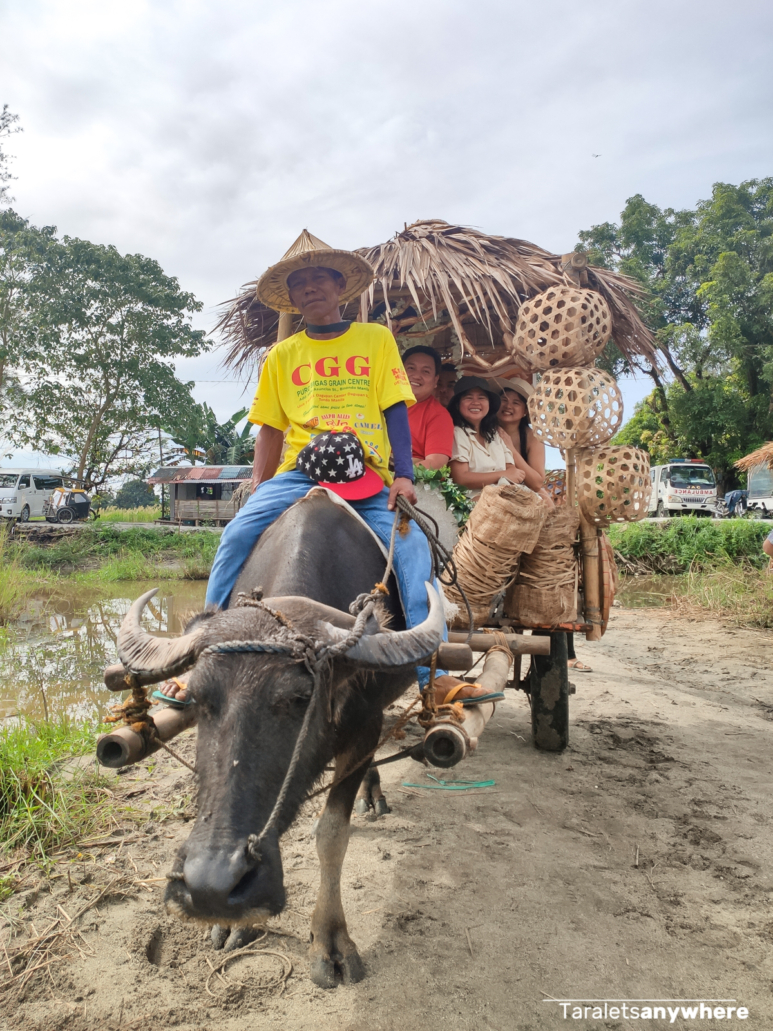 Carabao ride to Lubong Nangoloan Falls