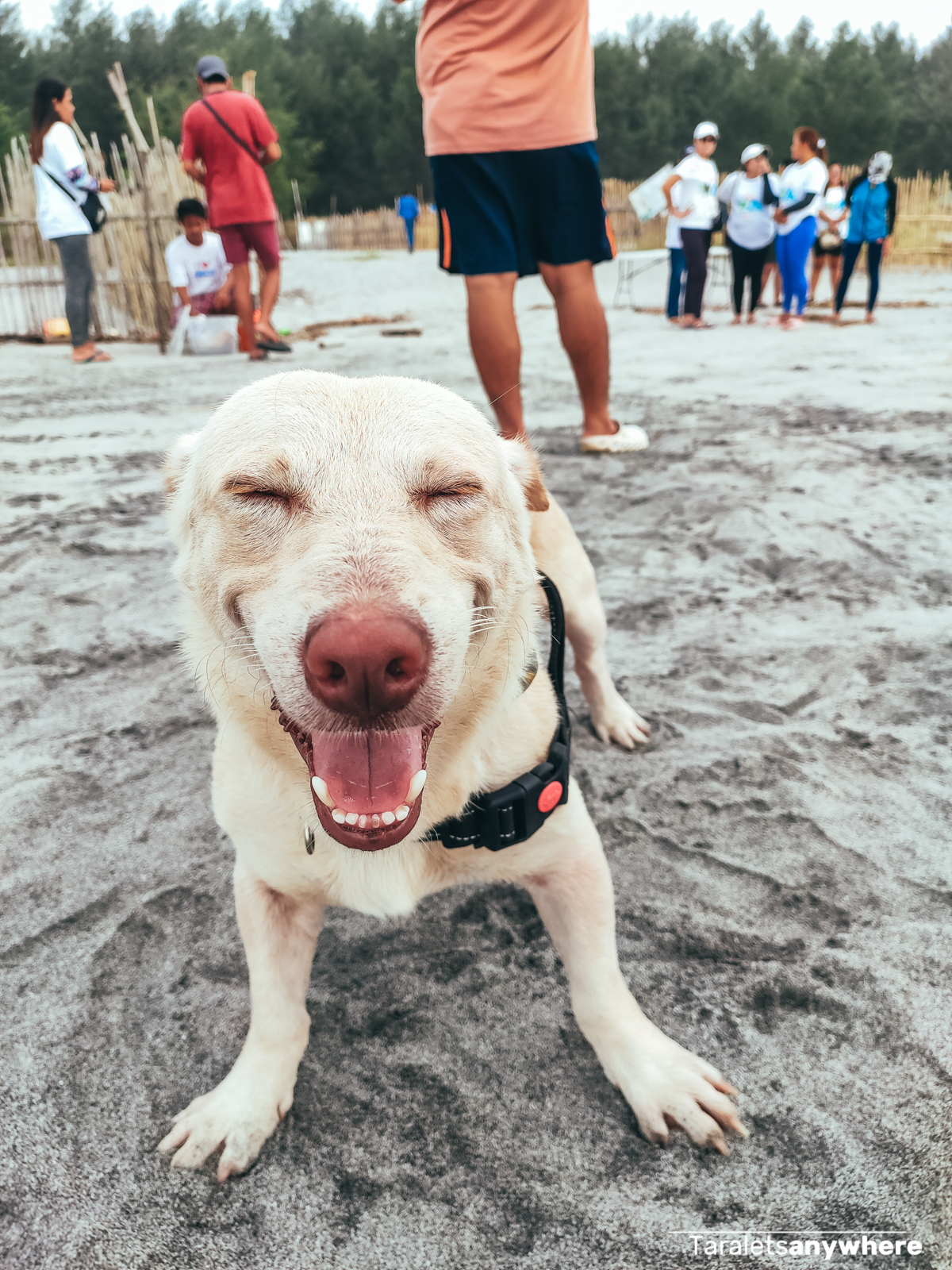 Dog in Liwliwa Beach