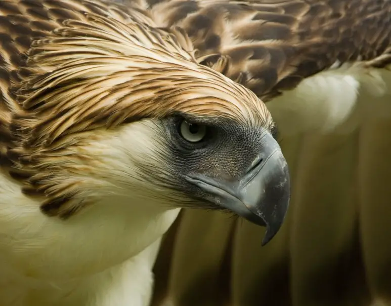 Philippine eagle by the Philippine Eagle Foundation