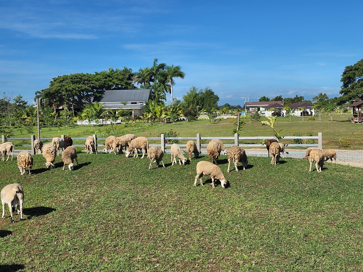 The Natividad Farmhouse