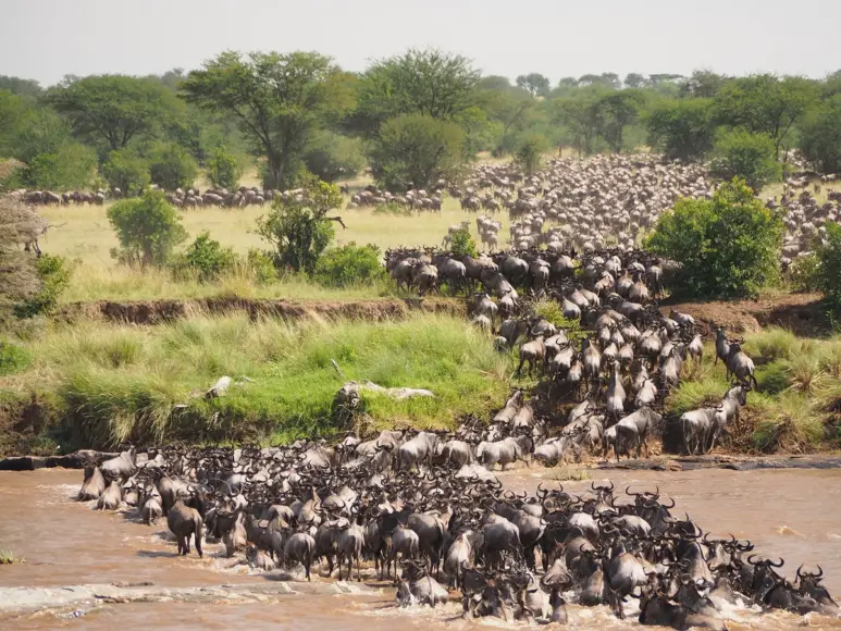 The Great Migration in Masai Mara