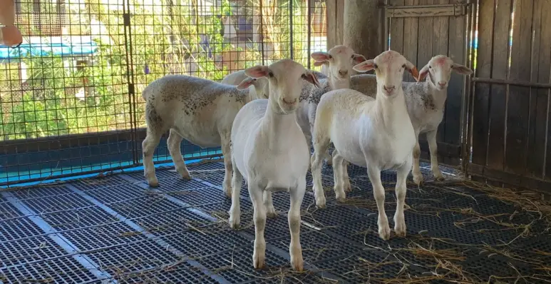 Goats in JSJ Goat Farm