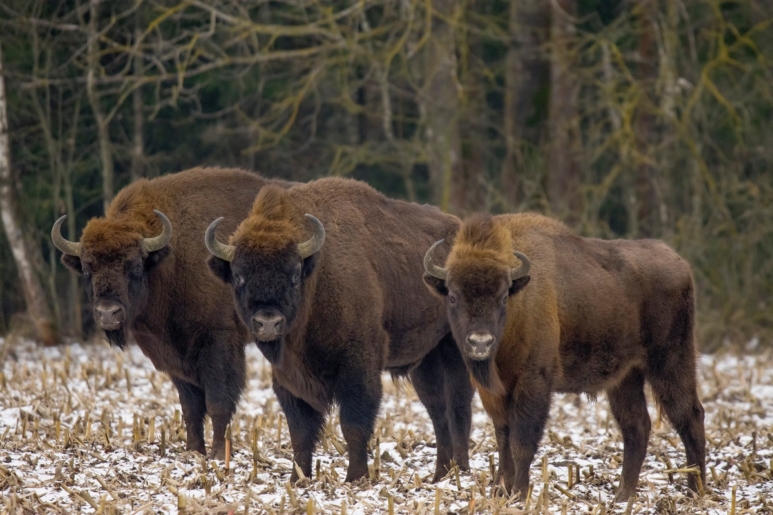 Bisons in Bialowieza Forest
