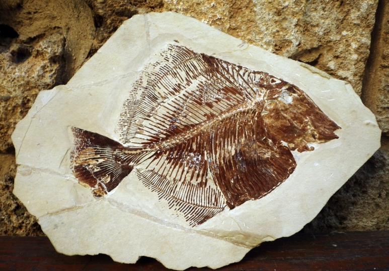 Byblos Fossil Museum