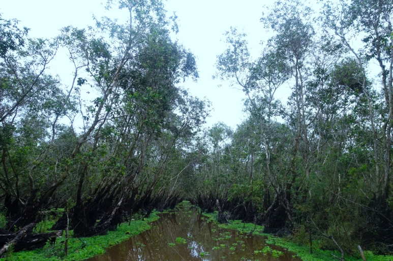 Tra Su Forest in Vietnam