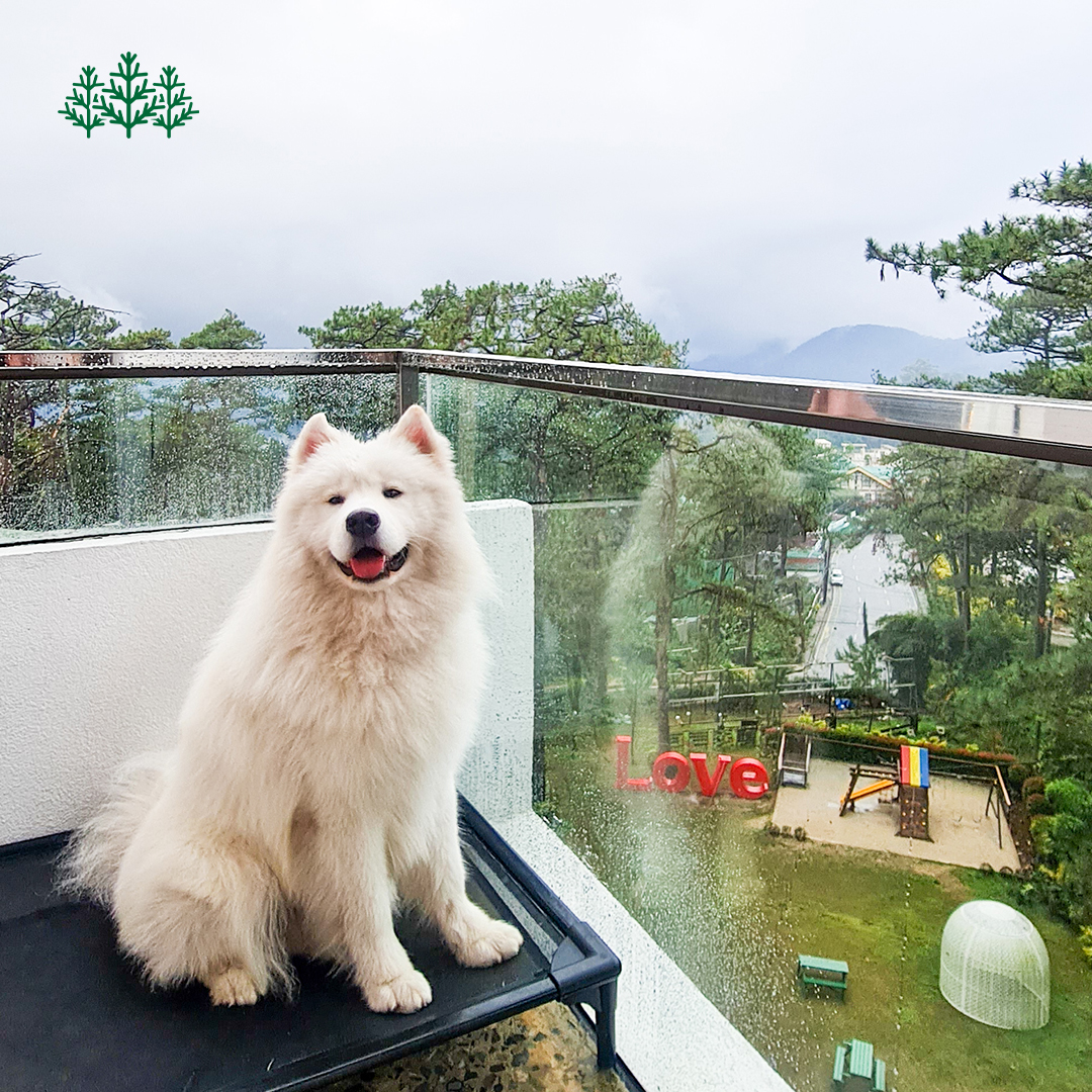 Grand Sierra Pines Baguio - pet-friendly hotel in Baguio