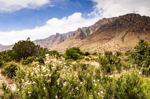 Best things to do in Guadalupe Mountains National Park