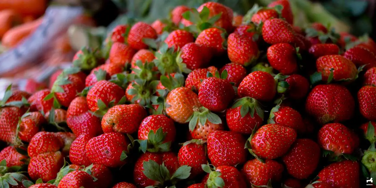 Strawberries in Baguio
