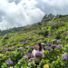 Northern Blossom Flower Farm in Atok, Benguet
