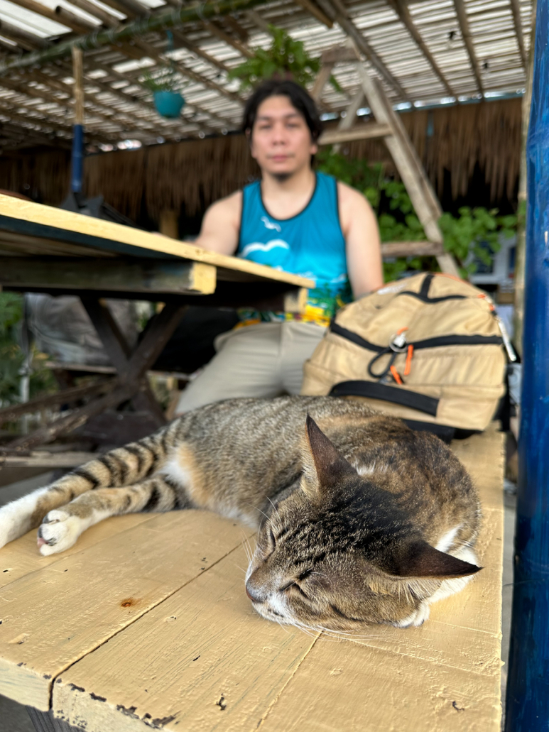 Sleeping cat in Summer Cruise Resort