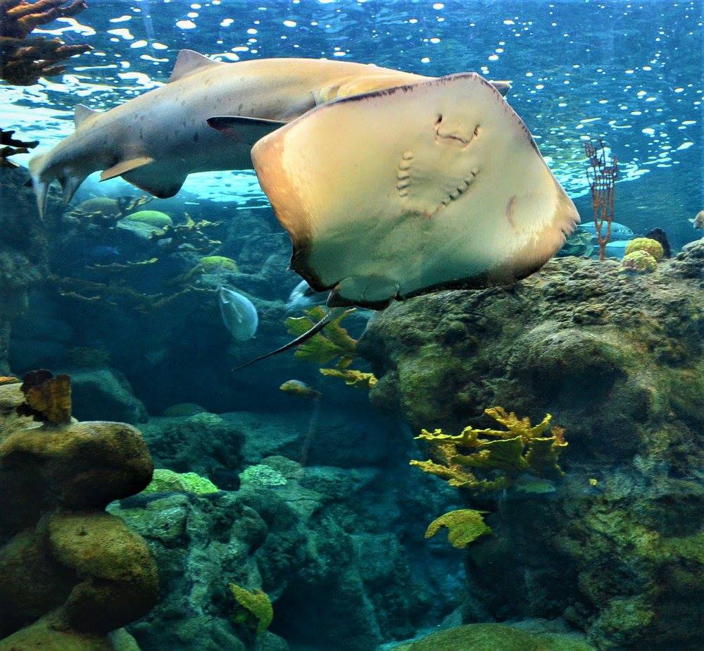 Florida Aquarium