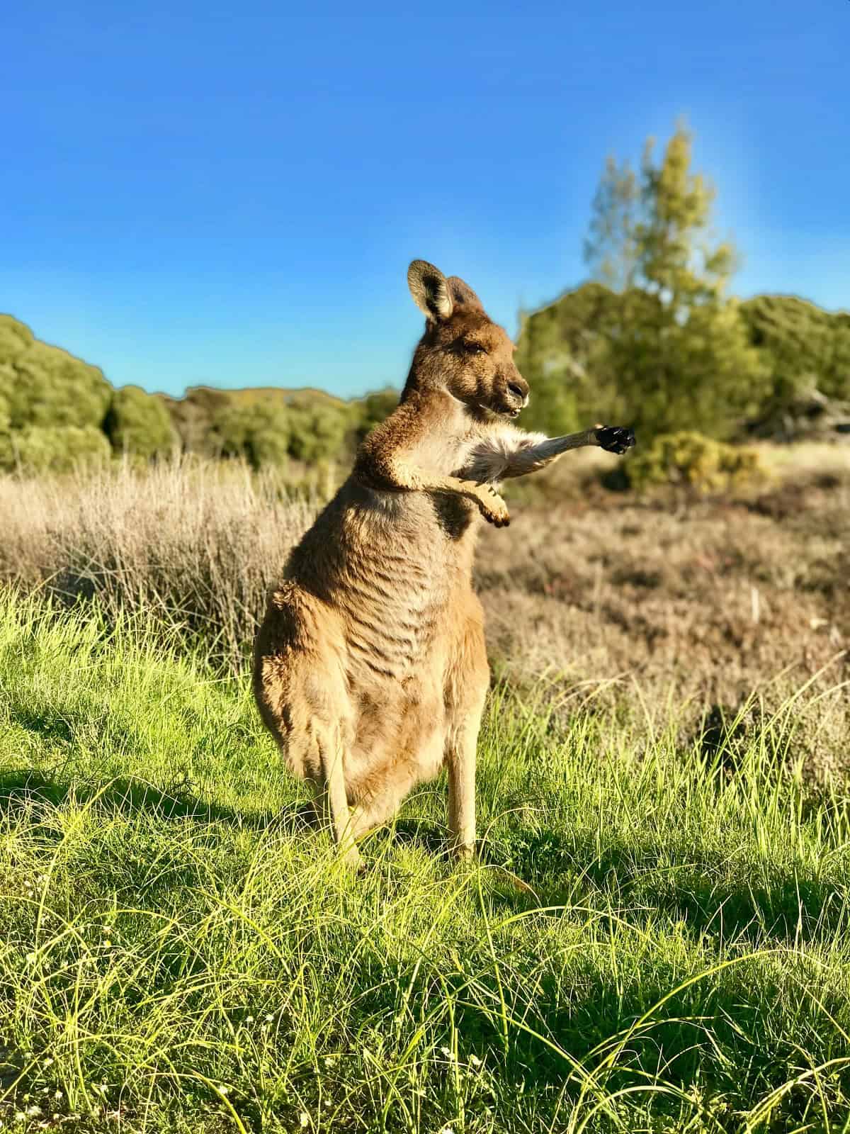 Kangaroo in Heirisson Island