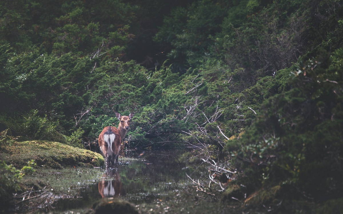 Wildlife in Yakushima Island