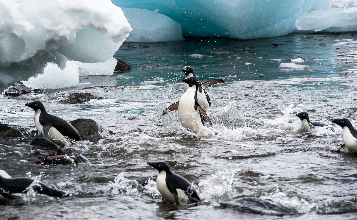 Adelie penguins in Antarctica
