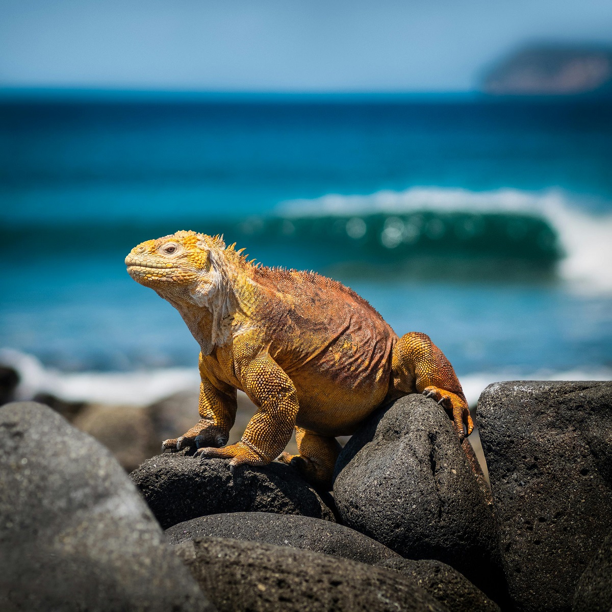 Iguana in Galapagos