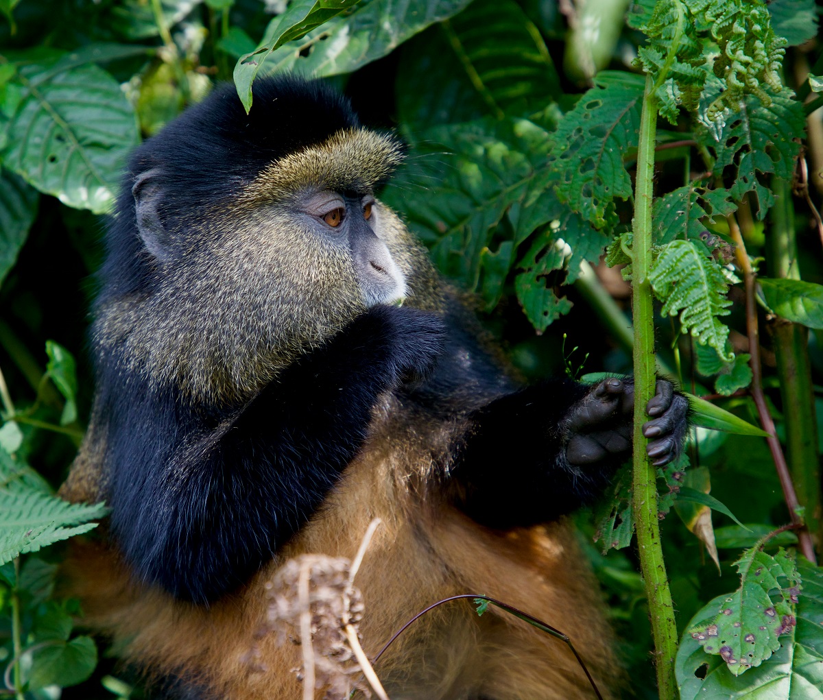 Monkey in Rwanda