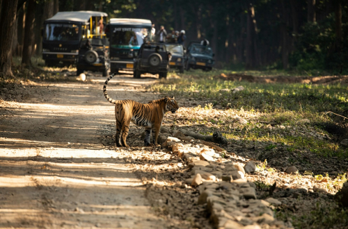 Corbett National Park in India