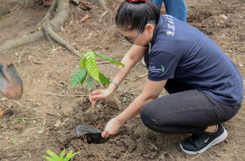 security bank - cacao planting