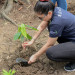 security bank - cacao planting