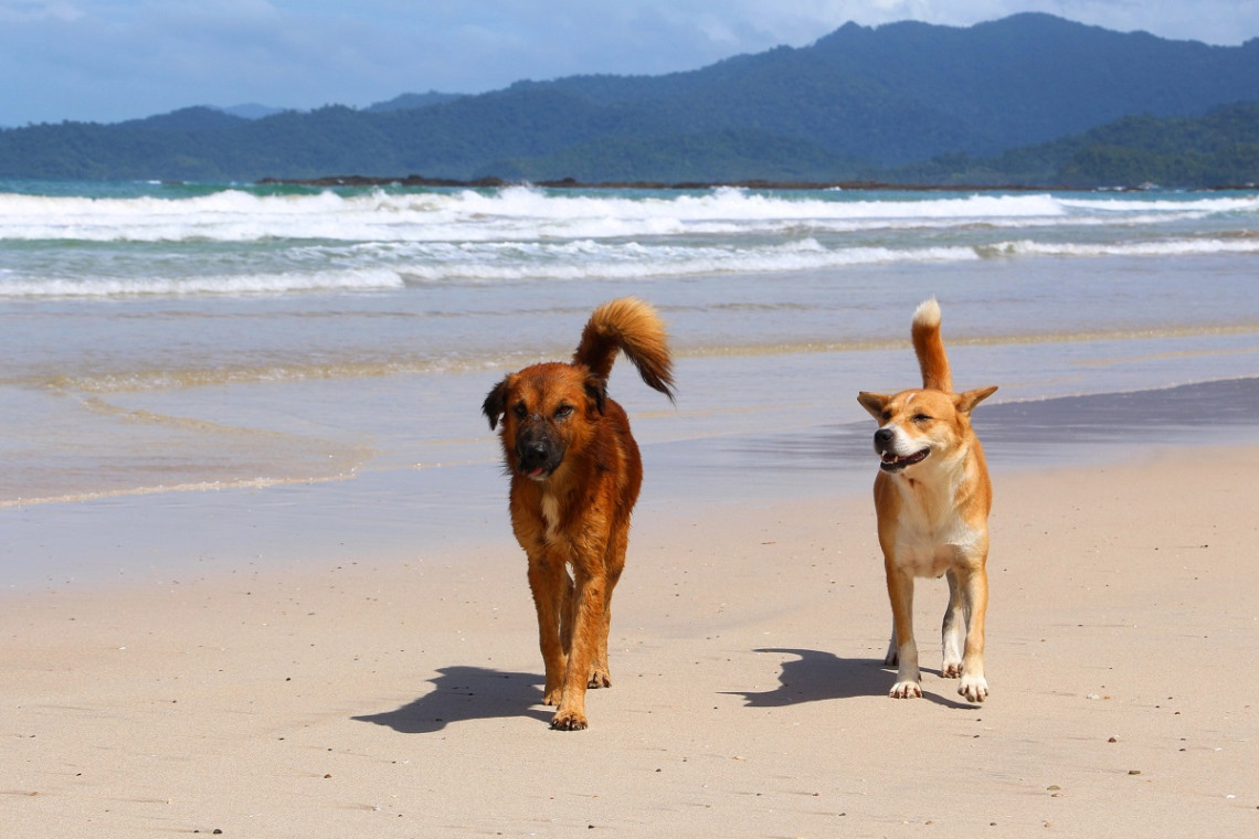 Pet-friendly resorts near Manila