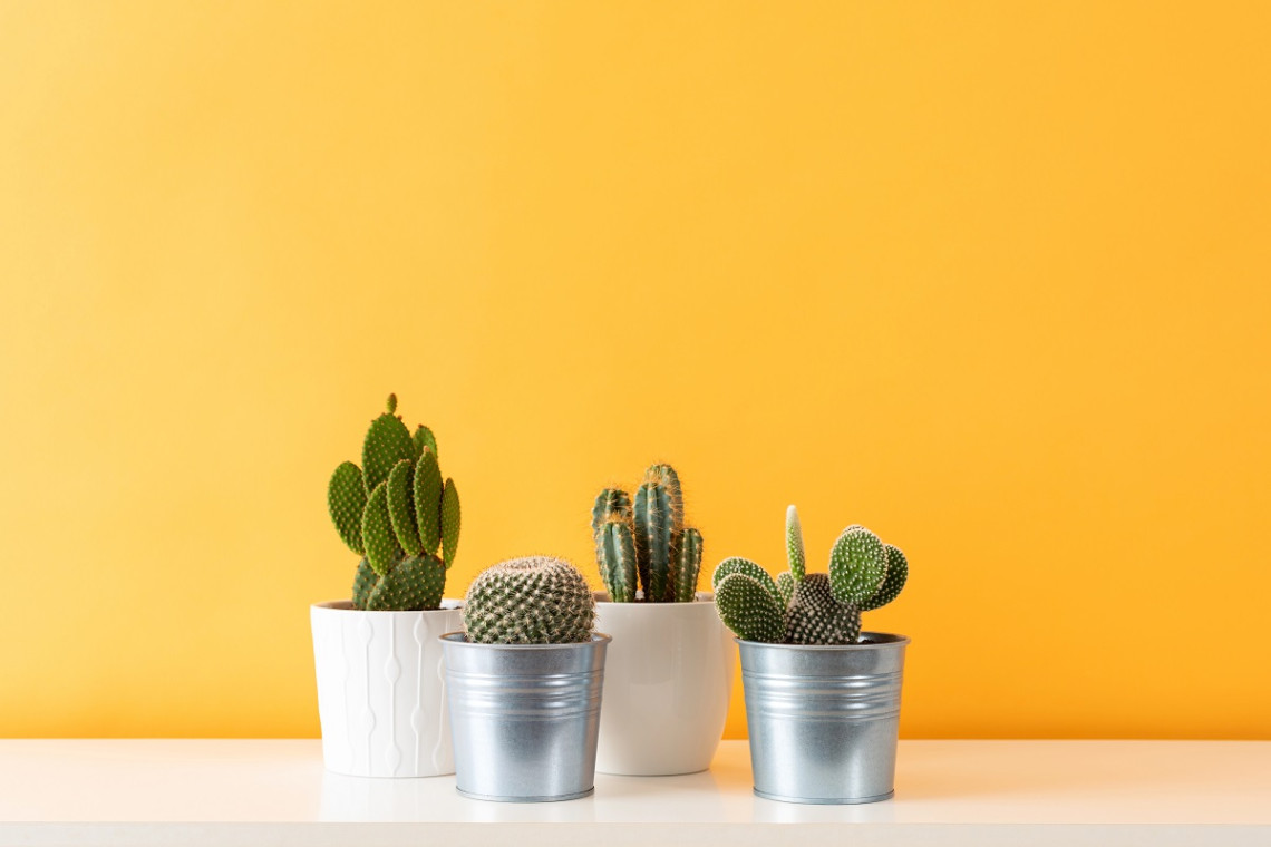 Potted cactus - affordable gifts under P500 in the Philippines