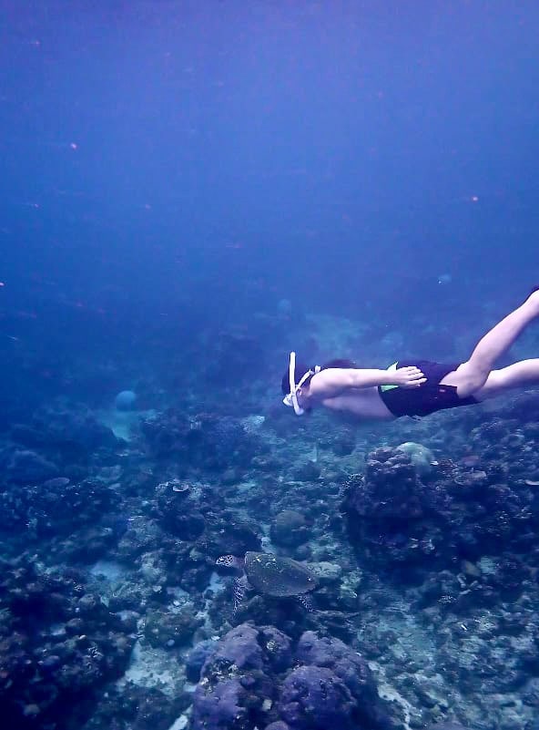 Meraki Place Batangas - sea turtle