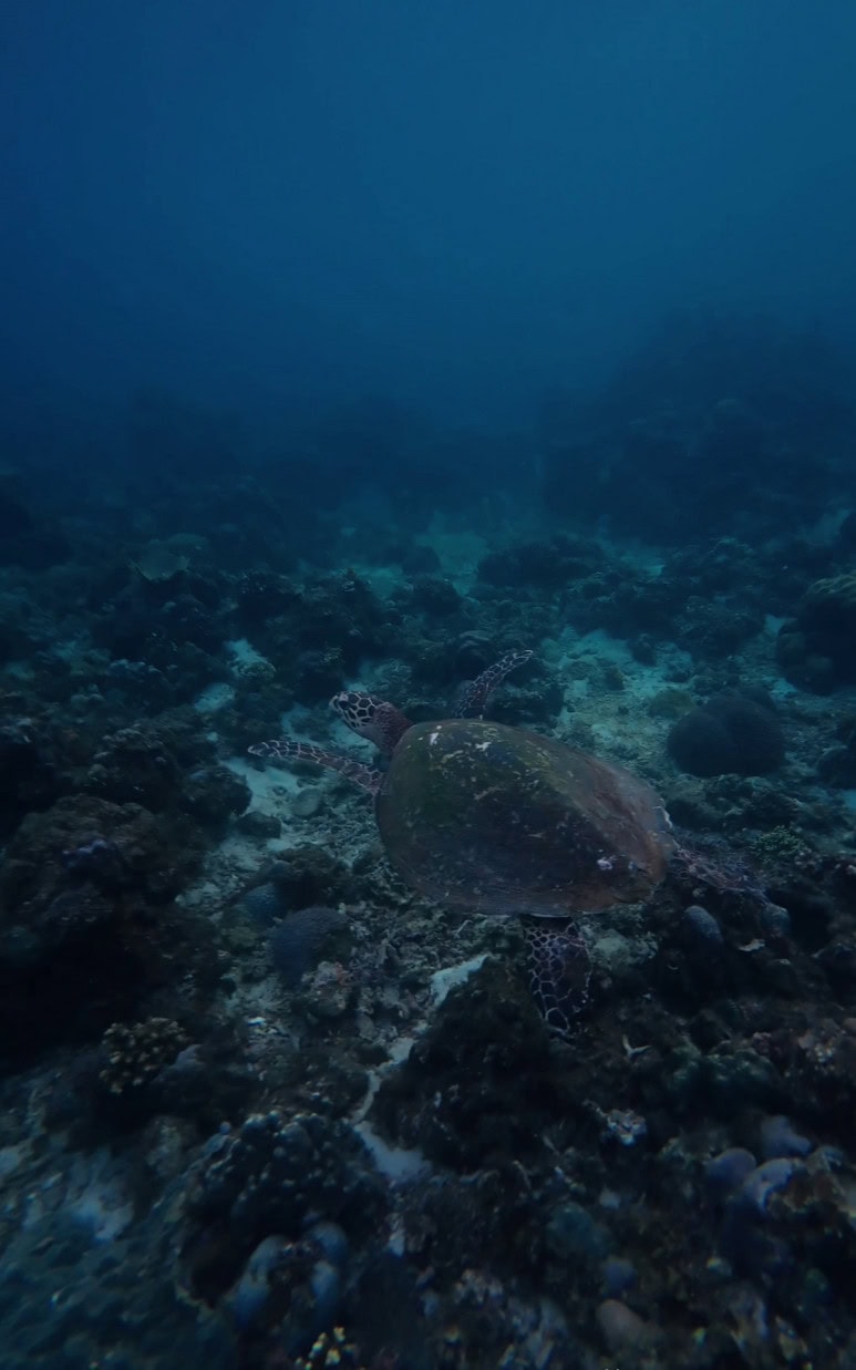 Meraki Place Batangas - sea turtle